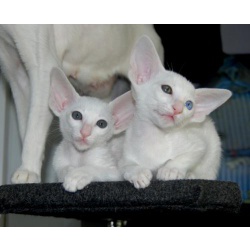 Ориентальный белый котенок (форинвайт)