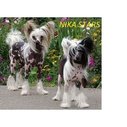 Продаются щенки Китайской хохлатой NIKA STARS