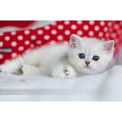 Британские котята серебристые шиншиллы с изумрудными глазками