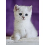 Британские котята серебристые шиншиллы с изумрудными глазками