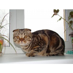 Вислоухий кот с красивым рисунком для вязки