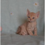 Продажа котят девонят