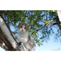 Шотландские Вислоухие котята