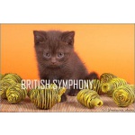 Питомник british symphony – британские котята.