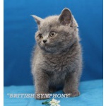 Питомник british symphony – британские котята.
