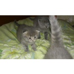 британские плюшевые котята