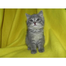 Котенок мальчик в добрые руки