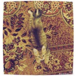 Шотландский котенок (скоттиш страйт)