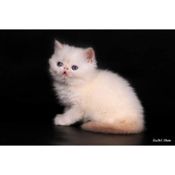 Экзотические короткошерстные котята