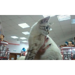 Пропала кошка