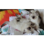 Невские маскорадные котята от чемпиона