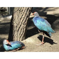 Продам Султанку(лат. Porphyrio porphyrio)