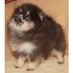 Pomeranians! Редкий окрас