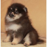 Pomeranians! Редкий окрас