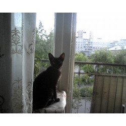кот приглашает кошку