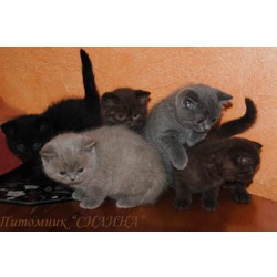 Британские котята Лиловые, Голубые, Шоколадные, Черные.