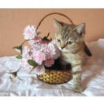 котята