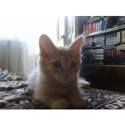 Рыжие котята
