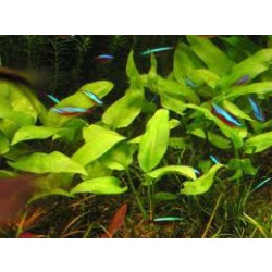 Криптокорина понтедериеволистная (Cryptocoryne pontederiifolia)