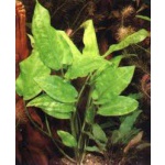 Криптокорина понтедериеволистная (Cryptocoryne pontederiifolia)