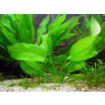 Криптокорина понтедериеволистная (Cryptocoryne pontederiifolia)