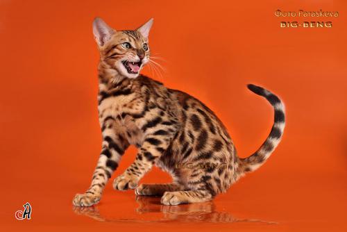 Бенгальский котик с яркой окраской в разведение Valmont Big-Beng 3, 5 месяца