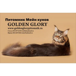 Мейн куны из питомника Golden Glory