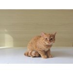 Британские короткошерстные котята