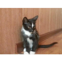 Пять весёлых котов ищут хозяина.