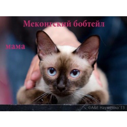 Котята меконгского бобтейла