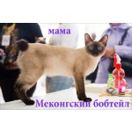 Котята меконгского бобтейла