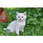 Британские коты и кошечки