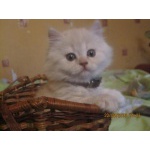 шотландцы