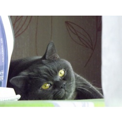 Котик скоттиш страйт приглашает на вязку кошечек шотландской / британской породы