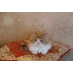 Персидские, экзотические короткошерстные котята