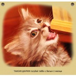 Невские маскарадные и сибирские котята