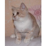 Британская кошка кремовая с белым окраса.