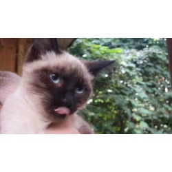 сиамский котик