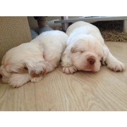 Кламбер спаниель (Clumber spaniel) щенки