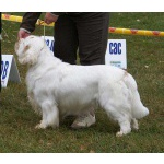 Кламбер спаниель (Clumber spaniel) щенки