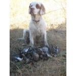 Кламбер спаниель (Clumber spaniel) щенки