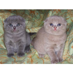 Котята шоу класса