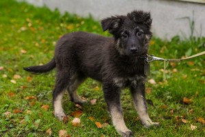 Чудесная малышка, метис овчарки, 3,5 мес., в дар!