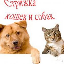 Стрижка собак и кошек на дому