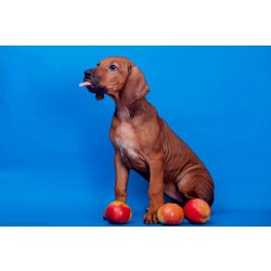 Великолепный щенок родезийского риджбека шоу-класса