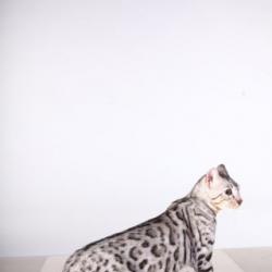 Элитные бенгальские котята (серебро)