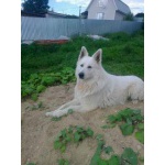 пропала собака в Сергиев Посадском районе