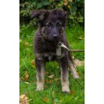 Чудесная малышка, метис овчарки, 3,5 мес., в дар!