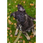 Чудесная малышка, метис овчарки, 3,5 мес., в дар!