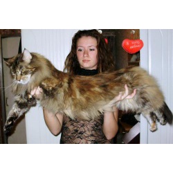 Питомник "Big Wild Cat" предлагает котят породы мейн кун.